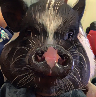 Image of Winston the pig up close