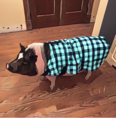 Image of Winston the pig wearing his plaid jacket