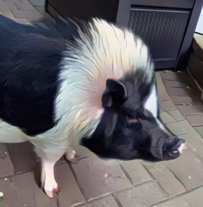 Image of Winston the pig outside on a patio